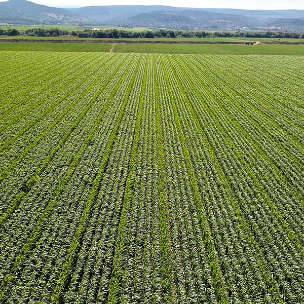 Agricultural consultancy in turkey | Farmland corn crops planting https://scagriconsult.com