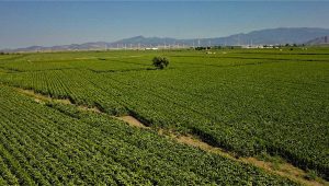 Farmland prices in Turkey in 2021 - Consult your agricultural consultant before you make your decision https://scagriconsult.com