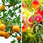 Fruits to grow in Turkey https://scagriconsult.com