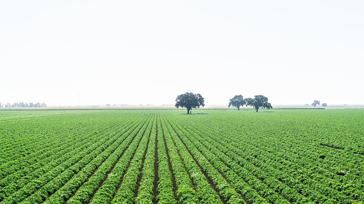 4 Best Regions For Buying Farmlands in Turkey