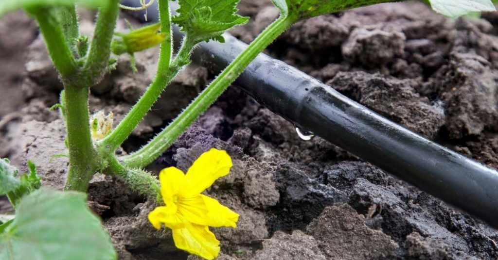 advantages of drip irrigation in agriculture in turkey https://scagriconsult.com