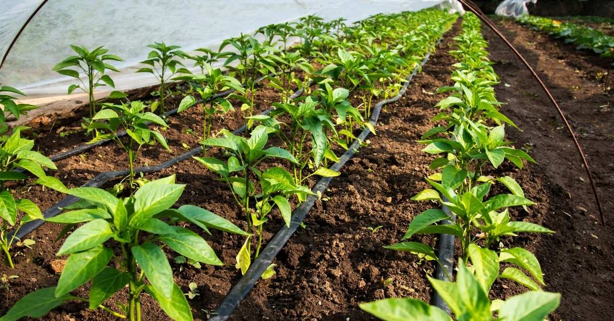 advantages of drip irrigation in agriculture https://scagriconsult.com